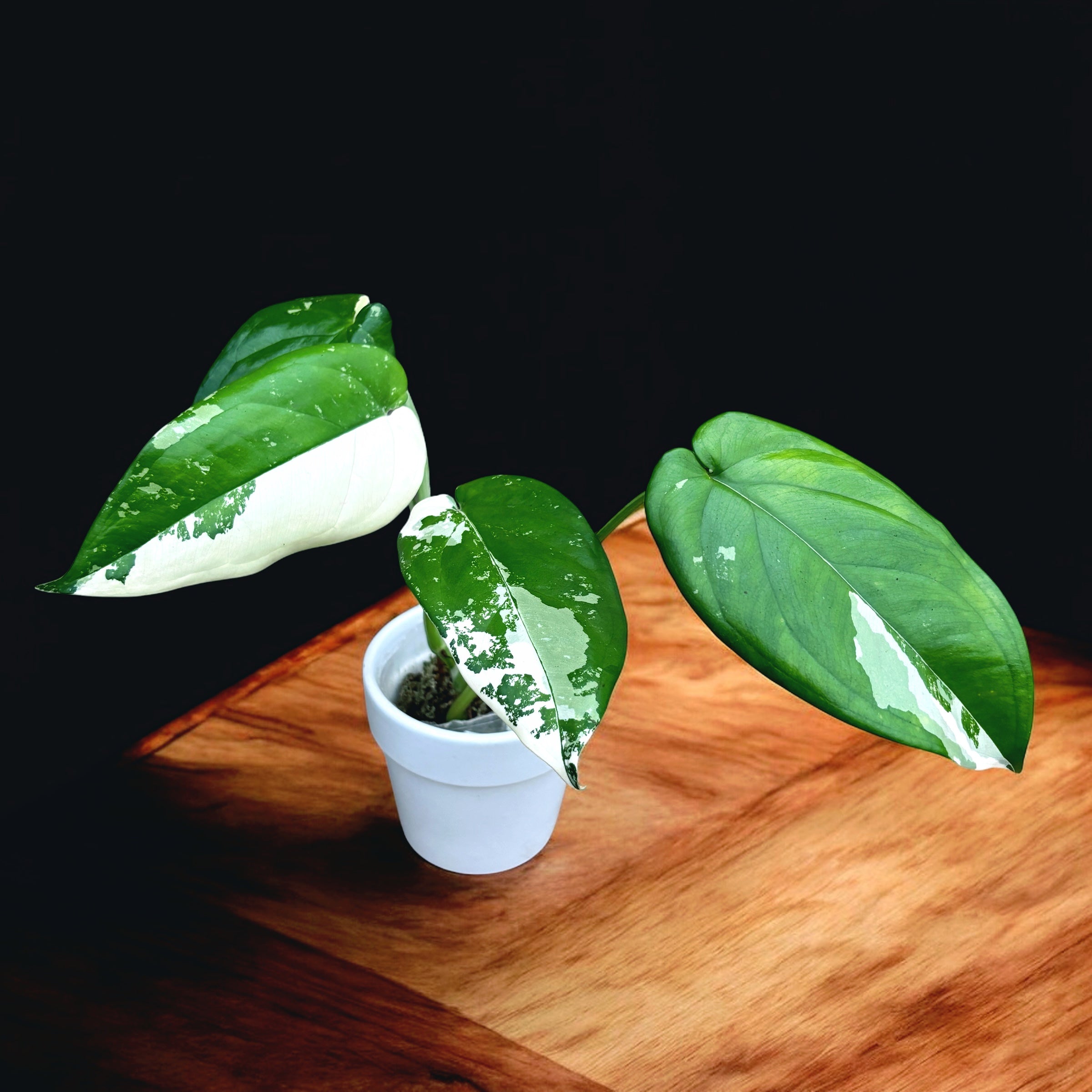 Syngonium chiapense 'Variegata'