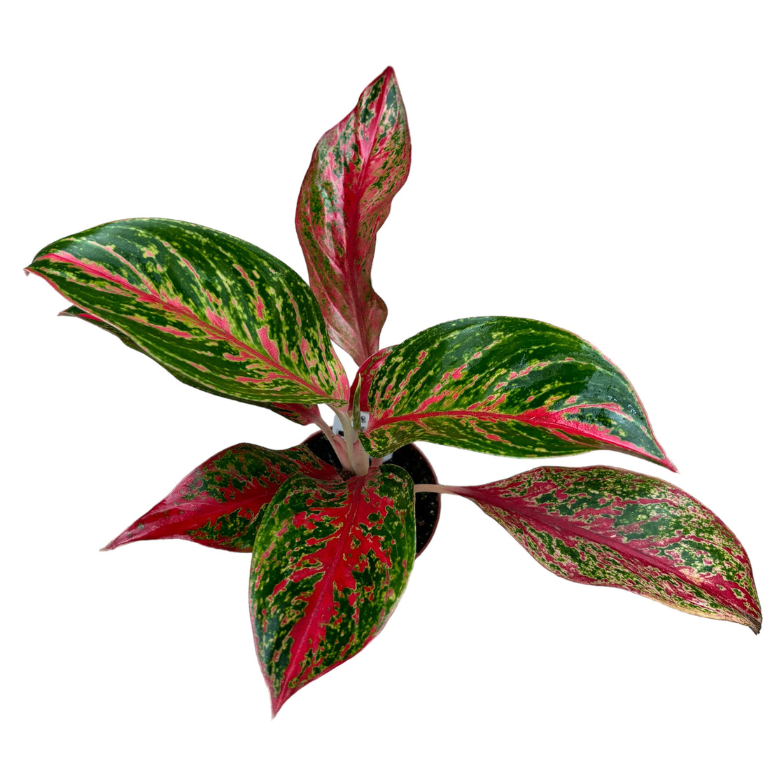 Aglaonema Pincut D9