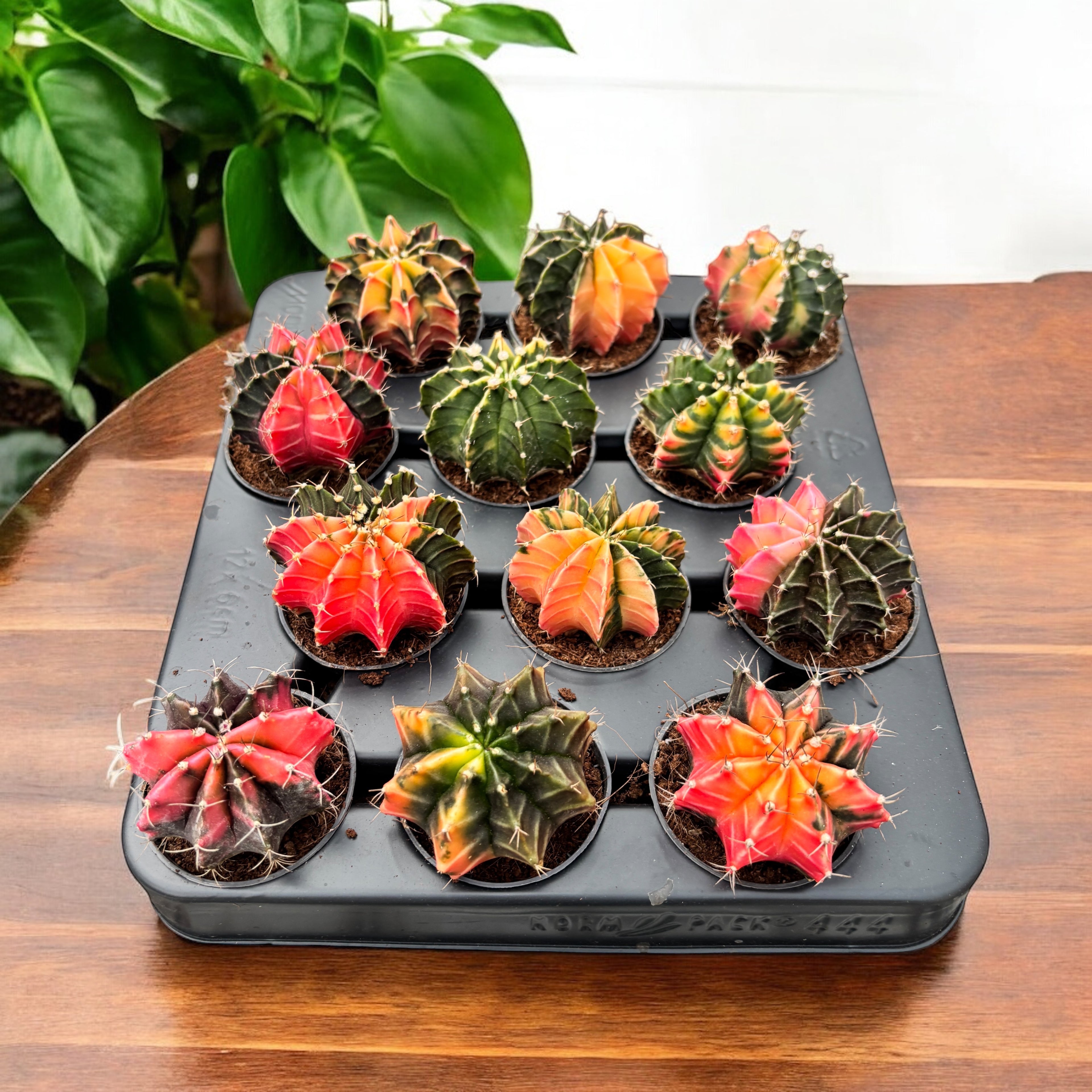 Gymnocalycium mihanovichii var. nichikii (Variegata)