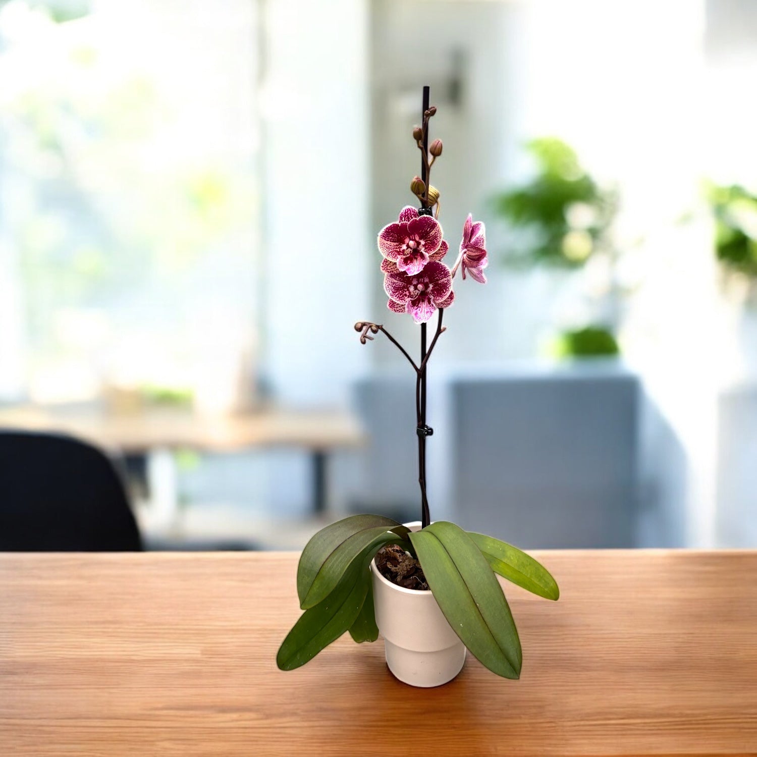 Phalaenopsis Miki Black Witch '74' (Ingrid) veliki usnik