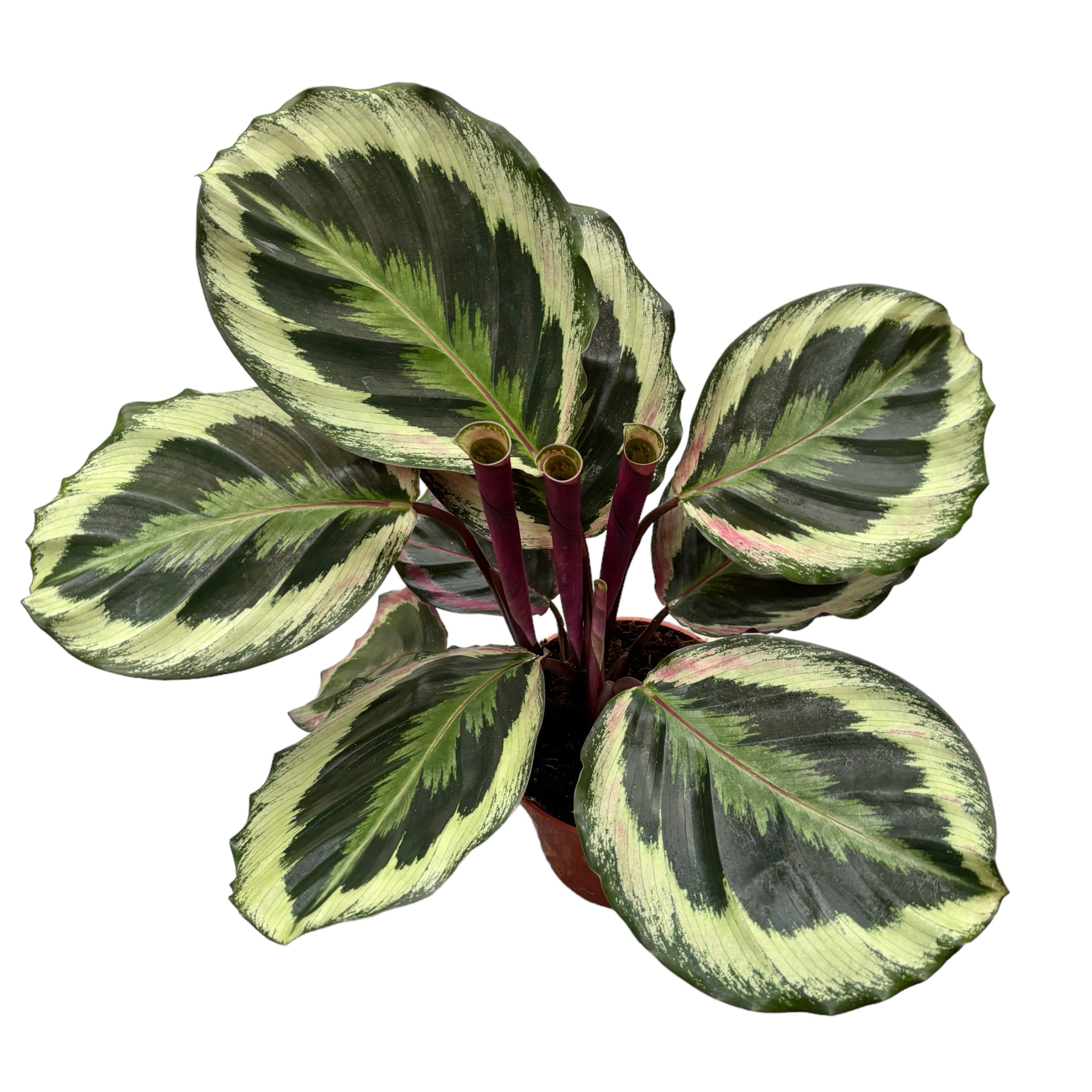 Calathea 'Marion' (planta paun)