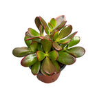 Crassula Ovata ‘Sunset’ (copacul cu bani, arborele de jad)