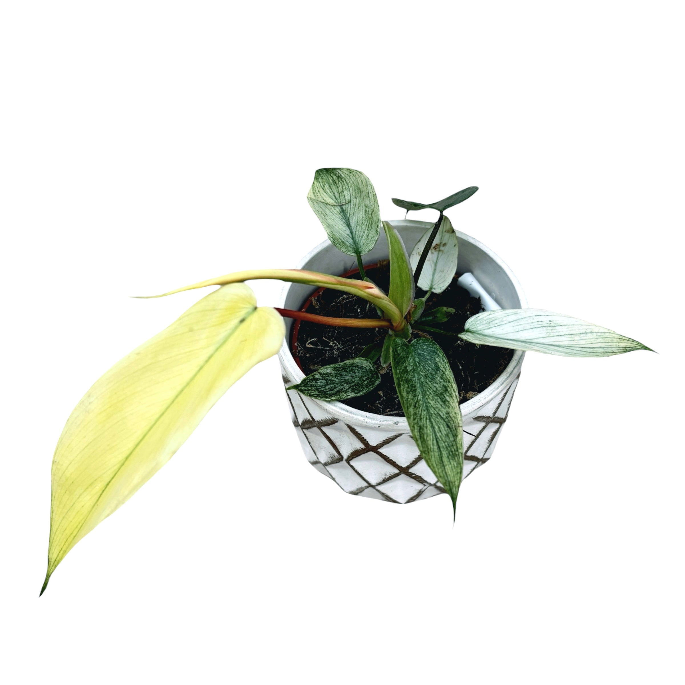 Philodendron 'Florida Ghost'