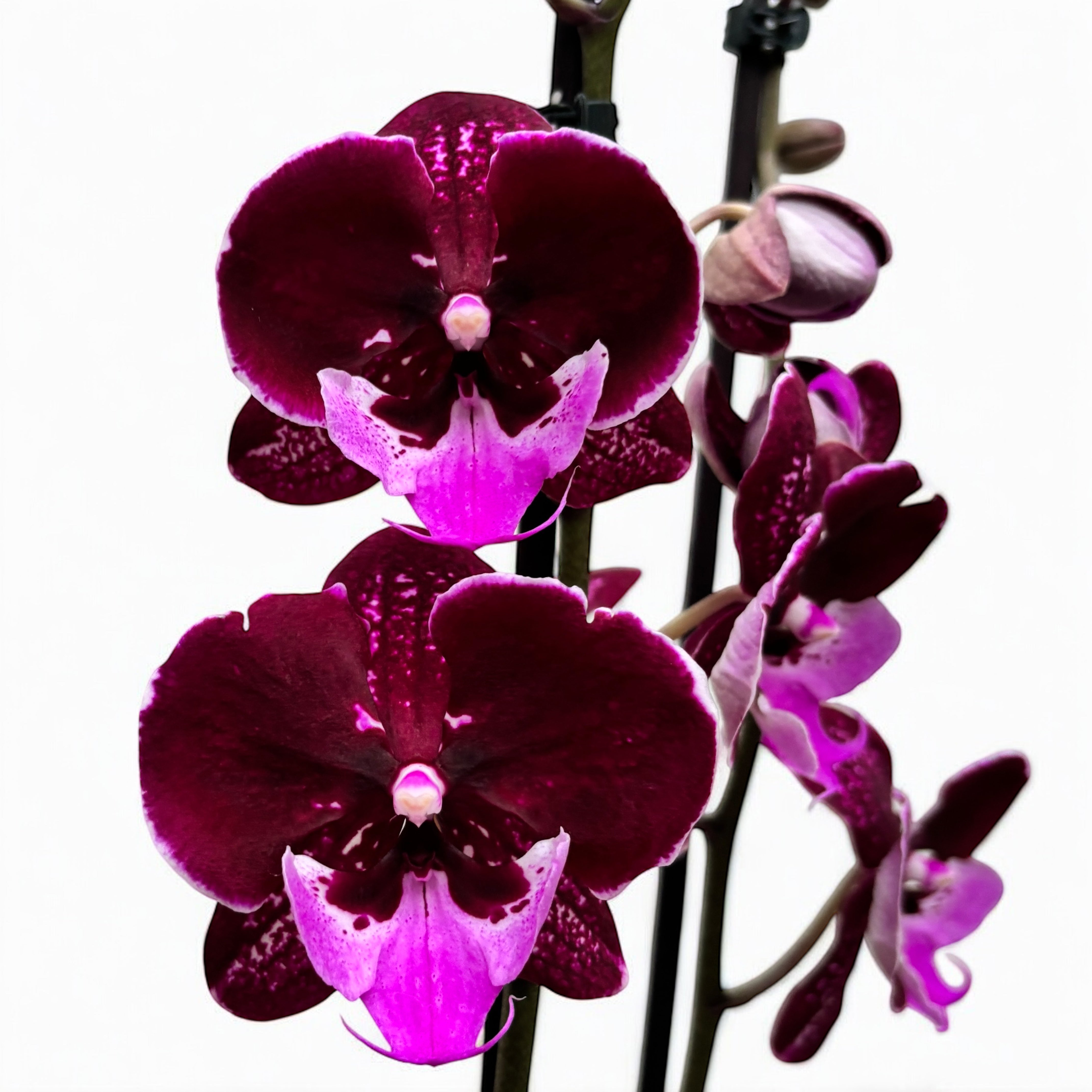 Phalaenopsis Chia-Shing Hot Kiss '256' (NL) – Secret Garden Plant Shop