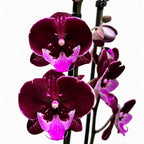 Phalaenopsis Chia-Shing Hot Kiss '256' (NL)