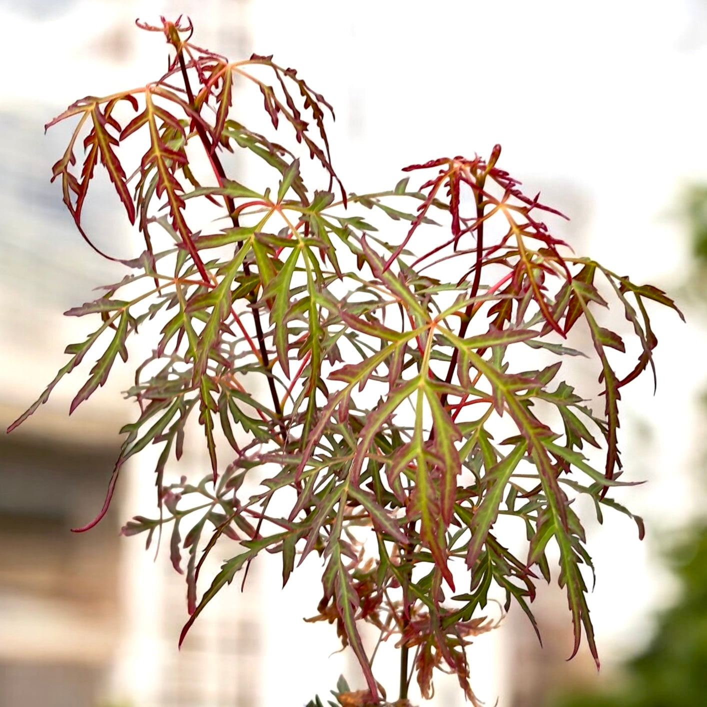 Acer palmatum 'Royal Garnet' (artar japonez)