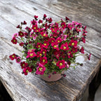 Saxifraga x arendsii Touran™ Red