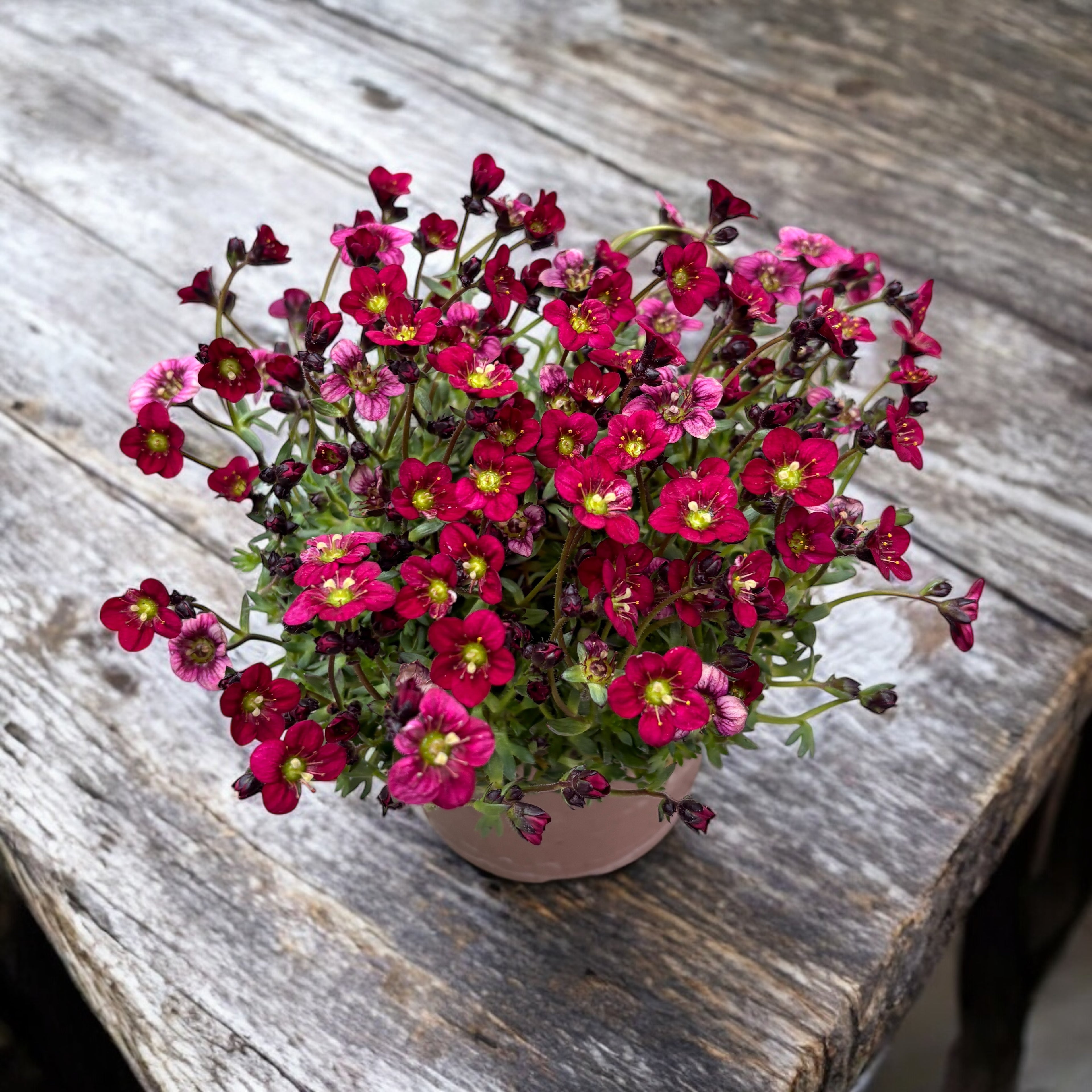 Saxifraga x arendsii Touran™ Red