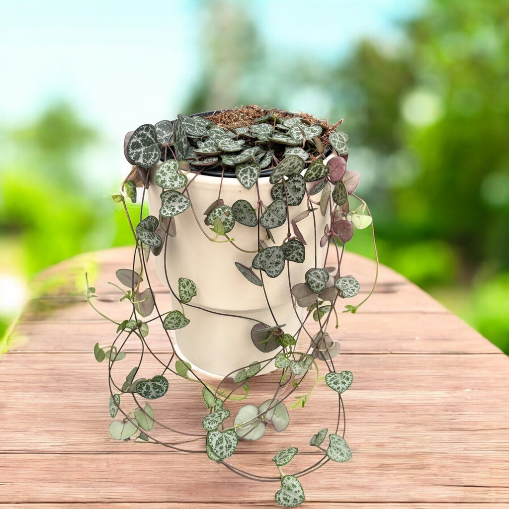 Ceropegia woodii - string of hearts, trailing succulent plant with heart-shaped leaves