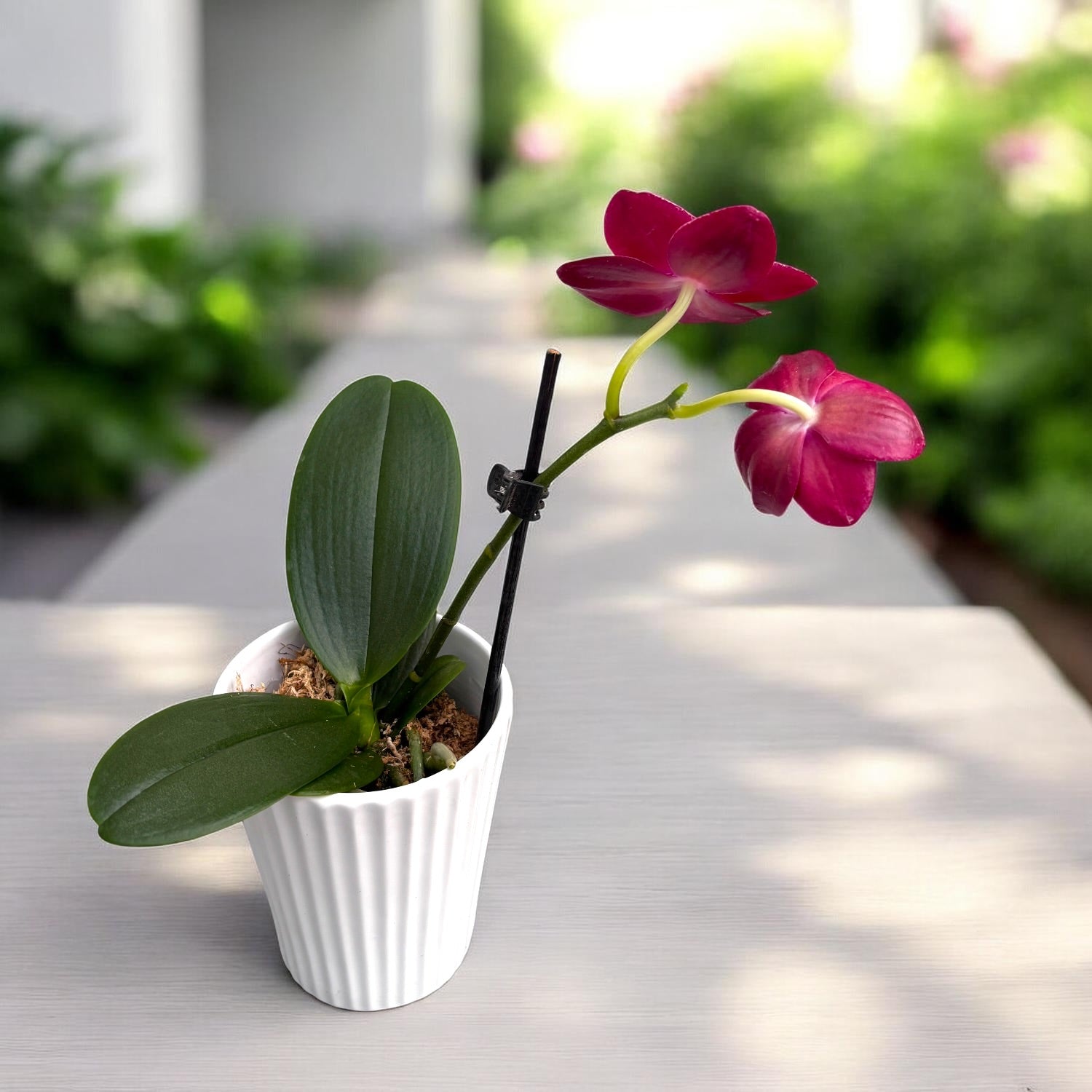 Phalaenopsis Haur Jih Fancy 'A06669'
