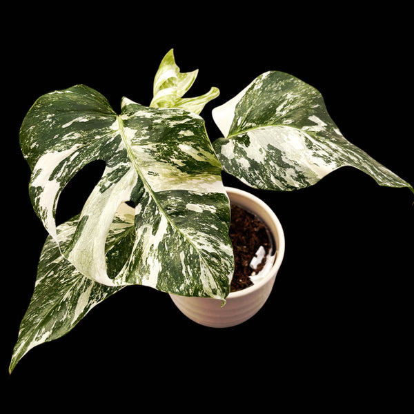 Monstera deliciosa 'Variegata' MDV-05