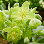 Helleborus argutifolius ‘Silver Lace’ - ezüstös lombú és zöld virágú hunyor
