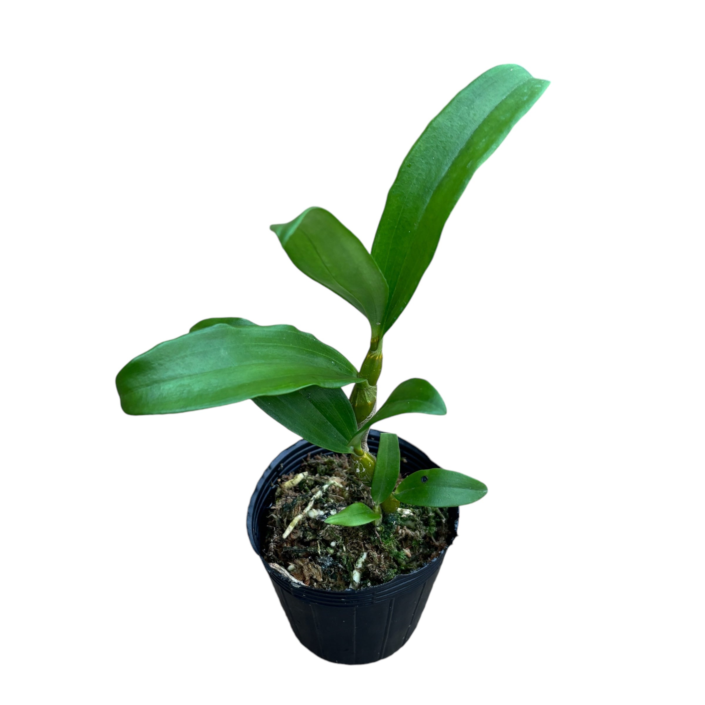 Dendrobium farmeri fma. petaloid album 'Hsinying' SM/TOGA parfumat