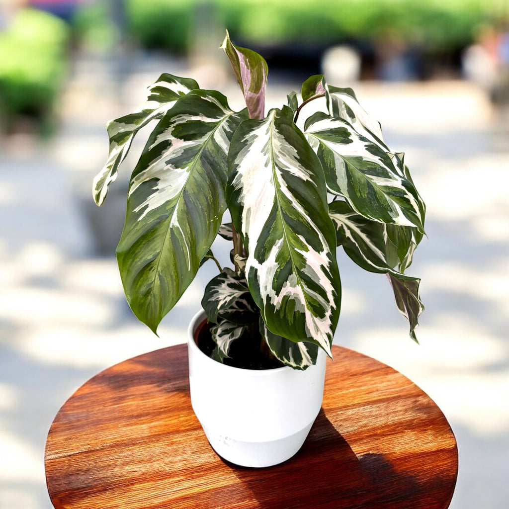 Calathea 'White Fusion'