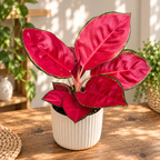 Aglaonema ‘China Red’ (Chili Red) – exotická rostlina s živým listem