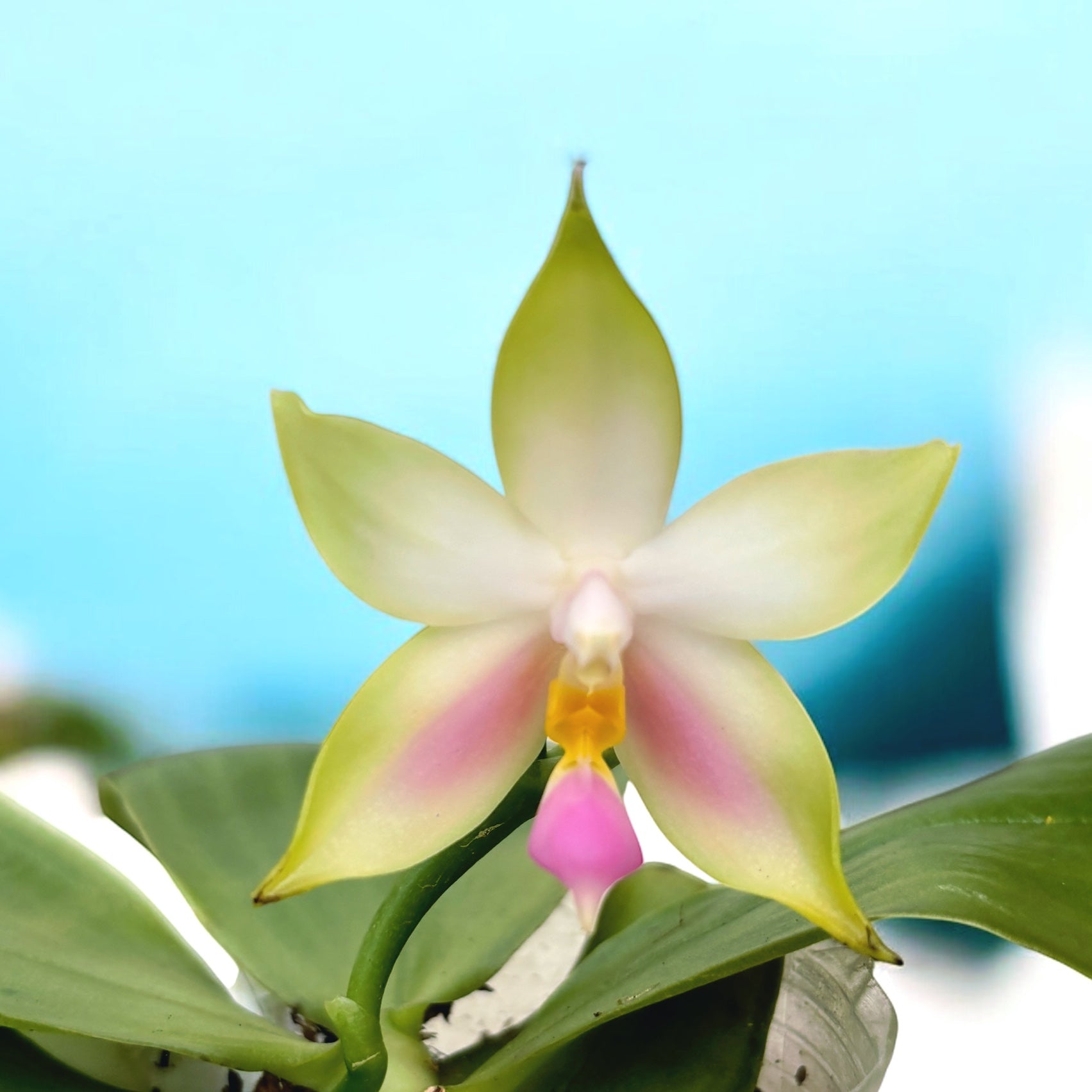 Phalaenopsis bellina var. pink 'Fire' - flori intens parfumate