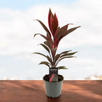 Cordyline ‘Mambo’ - planta tropical de interior