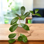 Hoya mindorensis 'Red' - dišeča (razviti primerki)