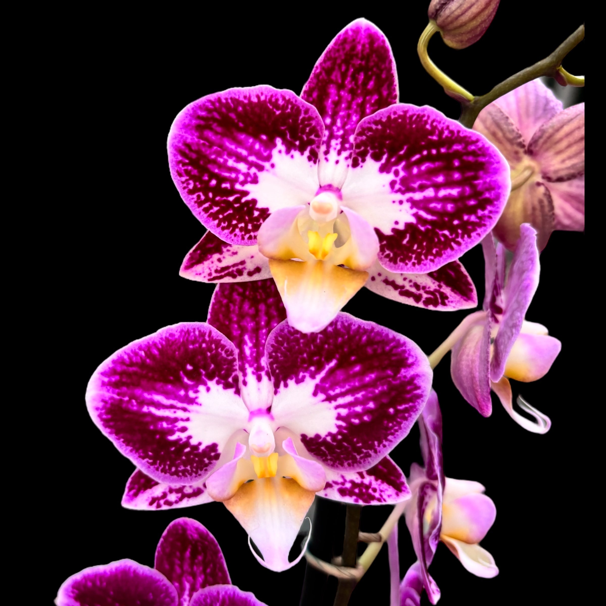 Phalaenopsis ‘Nicole Uniquole’
