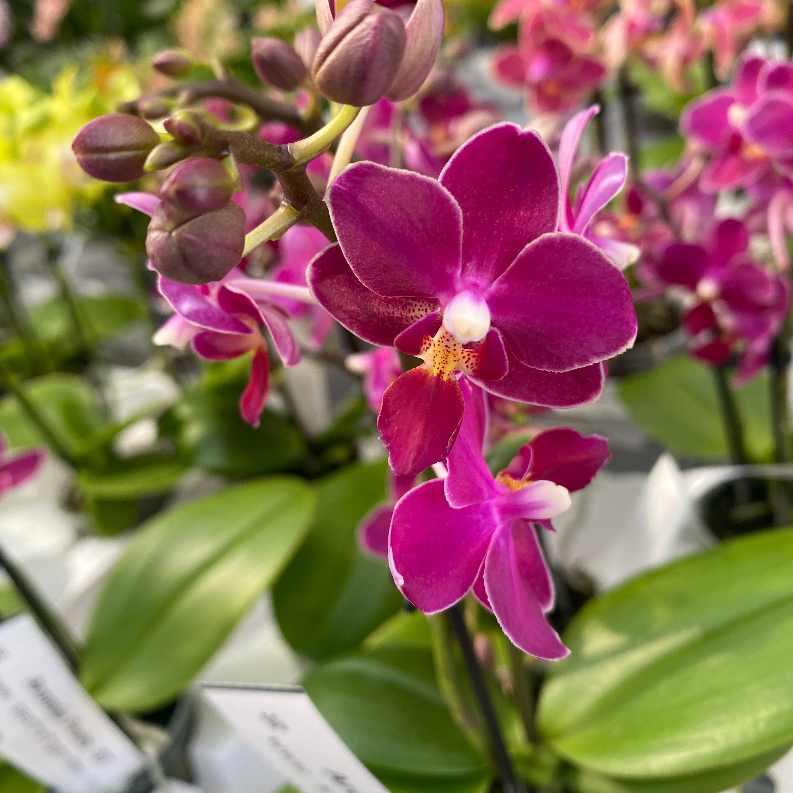 Phalaenopsis Aromio Fruity (Sogo Perfume) - flori intens parfumate