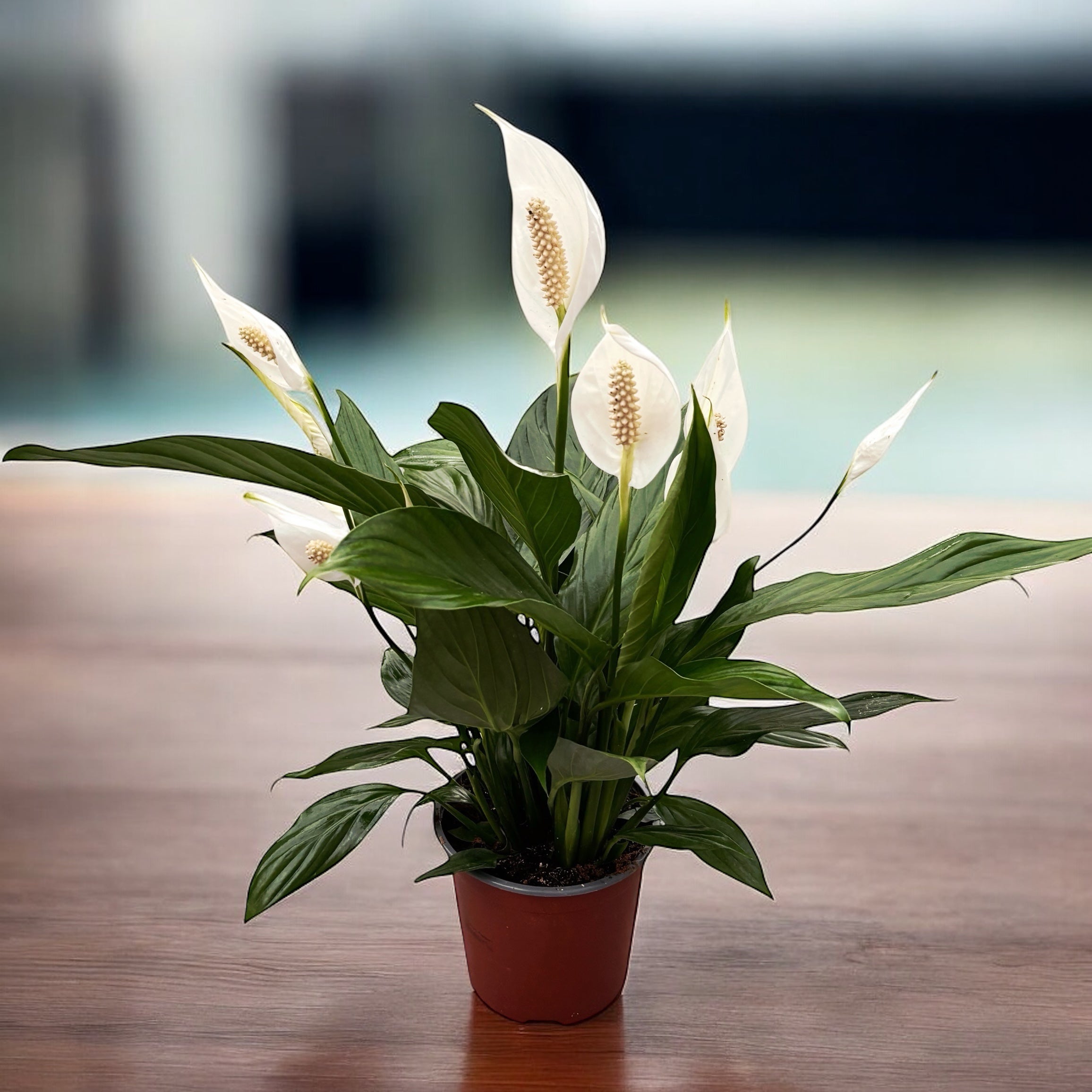 Spathiphyllum ‘Bingo Cupid’ - crinul pacii cu frunze lucioase si flori albe elegante