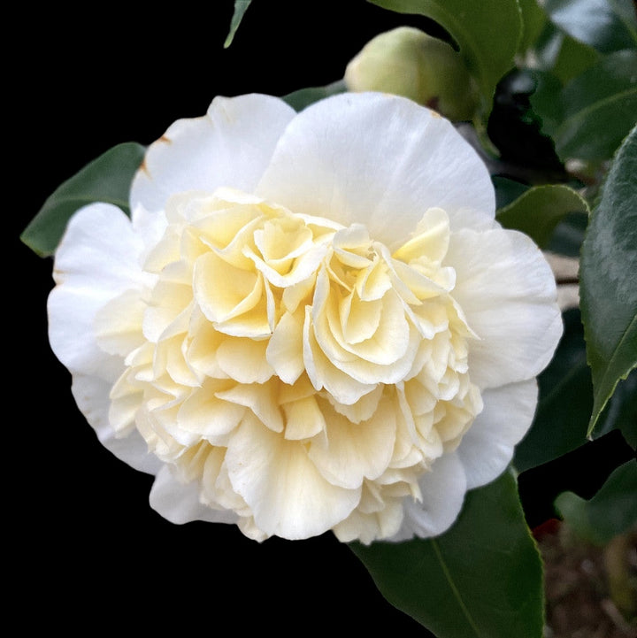 Camellia japonica 'Brushfield's Yellow'