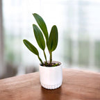 Rlc. Golf Orange 'Sunkist' - fiori profumati