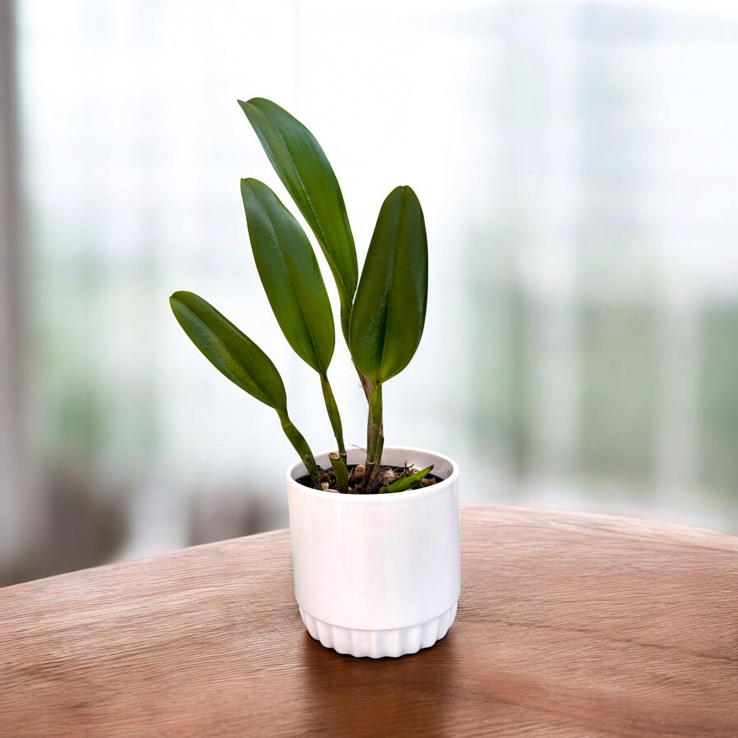 Rlc. Golf Orange 'Sunkist' - flori parfumate