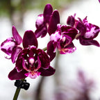 Phalaenopsis Black Aiyah - flori pelorice 3lips