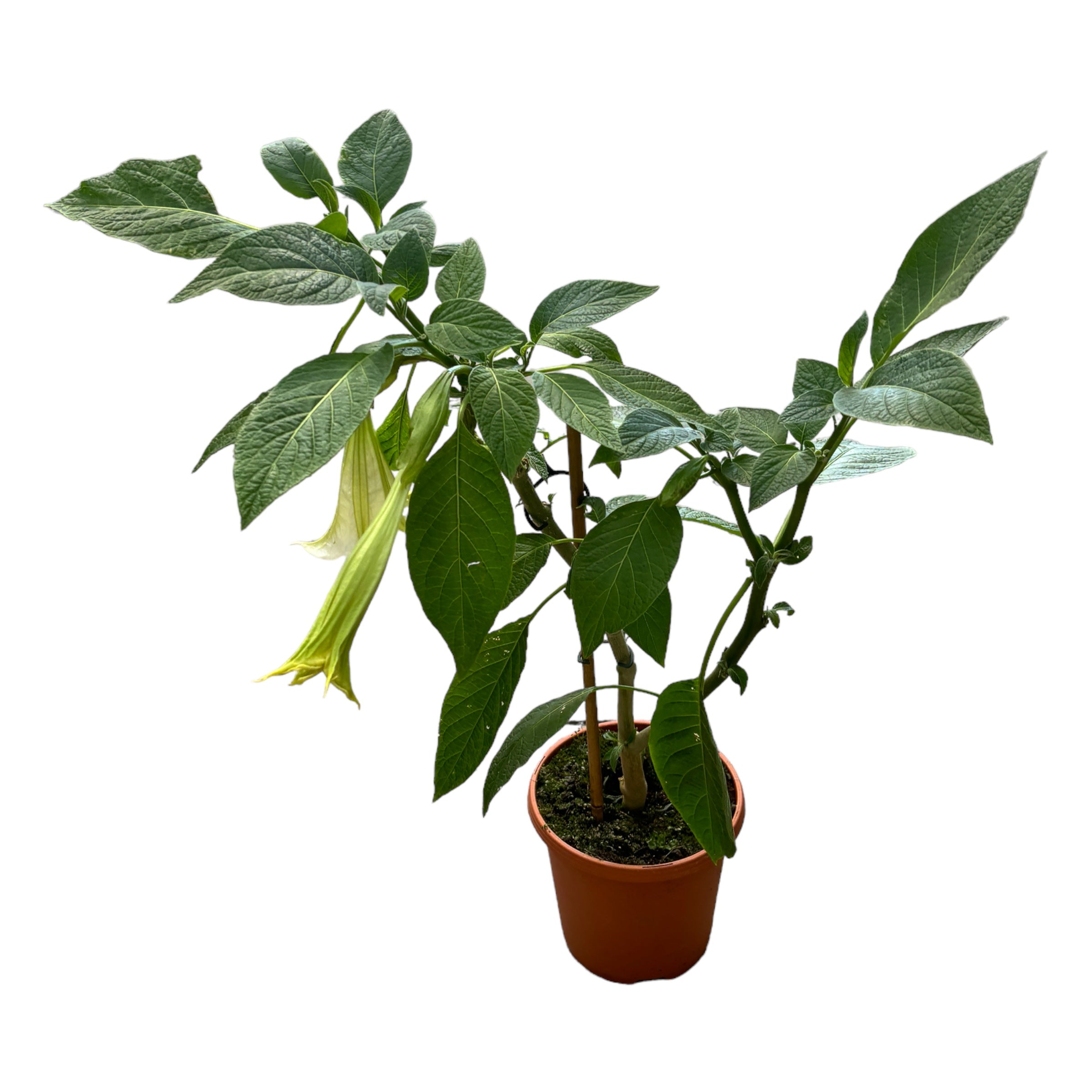 Trompeta ingerilor alba - Brugmansia arborea (H80 cm) flori parfumate, exemplare XL