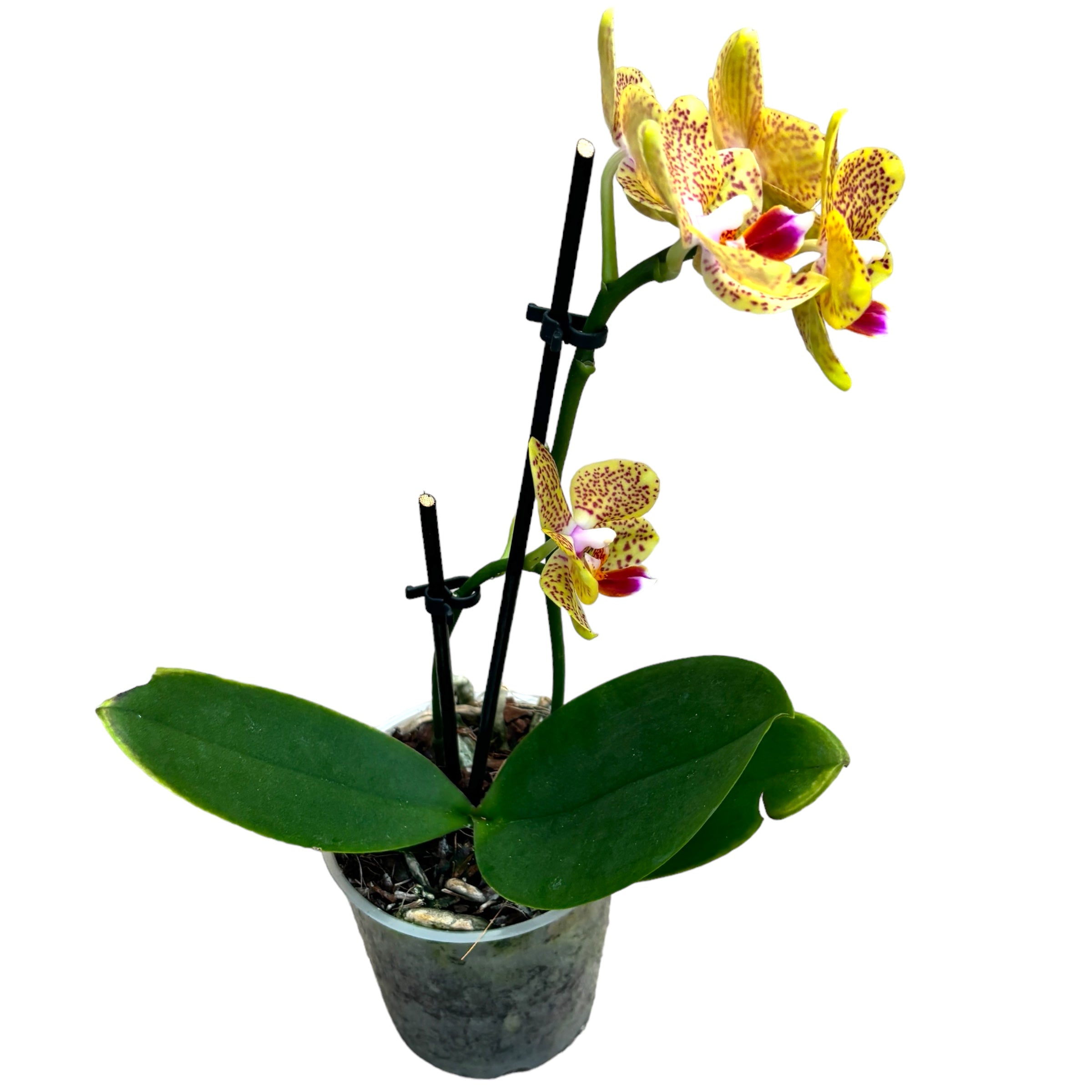 Phalaenopsis « Limited #68 »