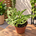 Monstera adansonii 'Frozen Freckles' (variegated)