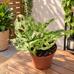 Monstera adansonii 'Frozen Freckles' (variegated)