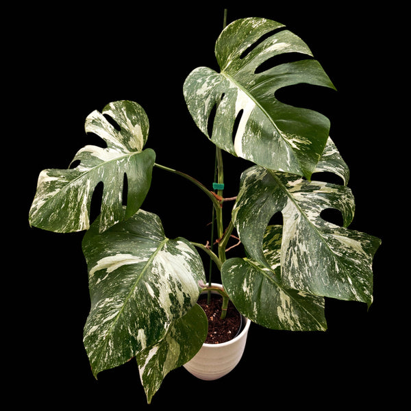 Monstera deliciosa 'Variegata' MDV-04 (exemplar XL)