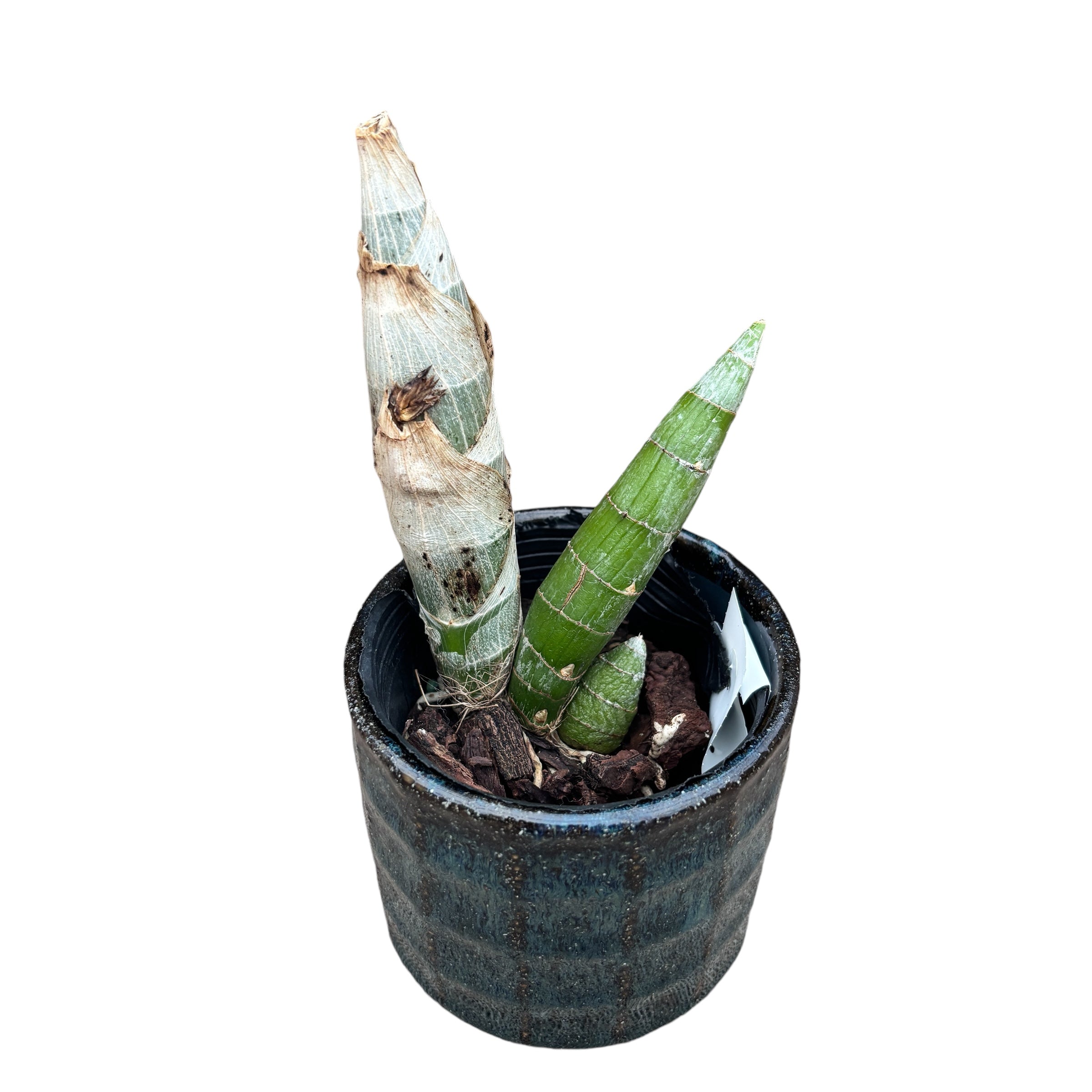 Cycnodes Taiwan Gold 'Orange' - profumata