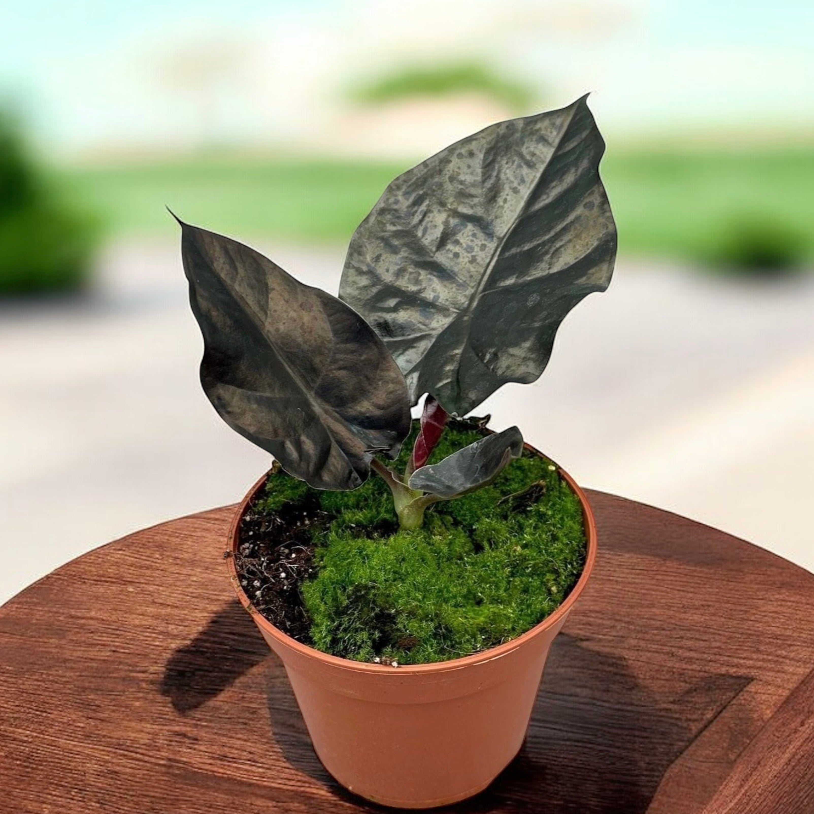 Alocasia 'Black Magic'