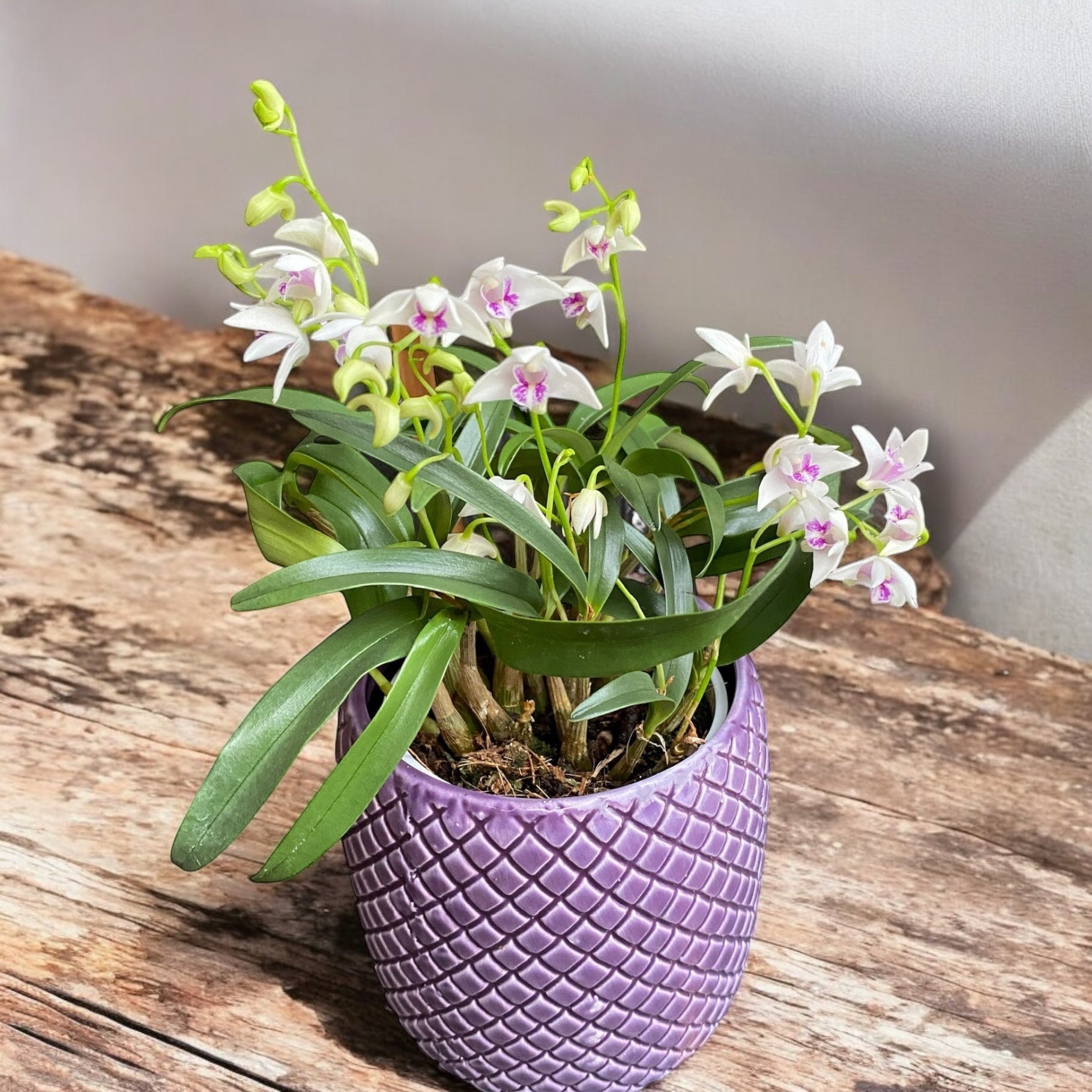 Dendrobium kingianum var. semi-alba (King Dendrobium) flori intens parfumate