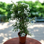 Solanum jasminoides (iasomie cataratoare) - exemplare XL