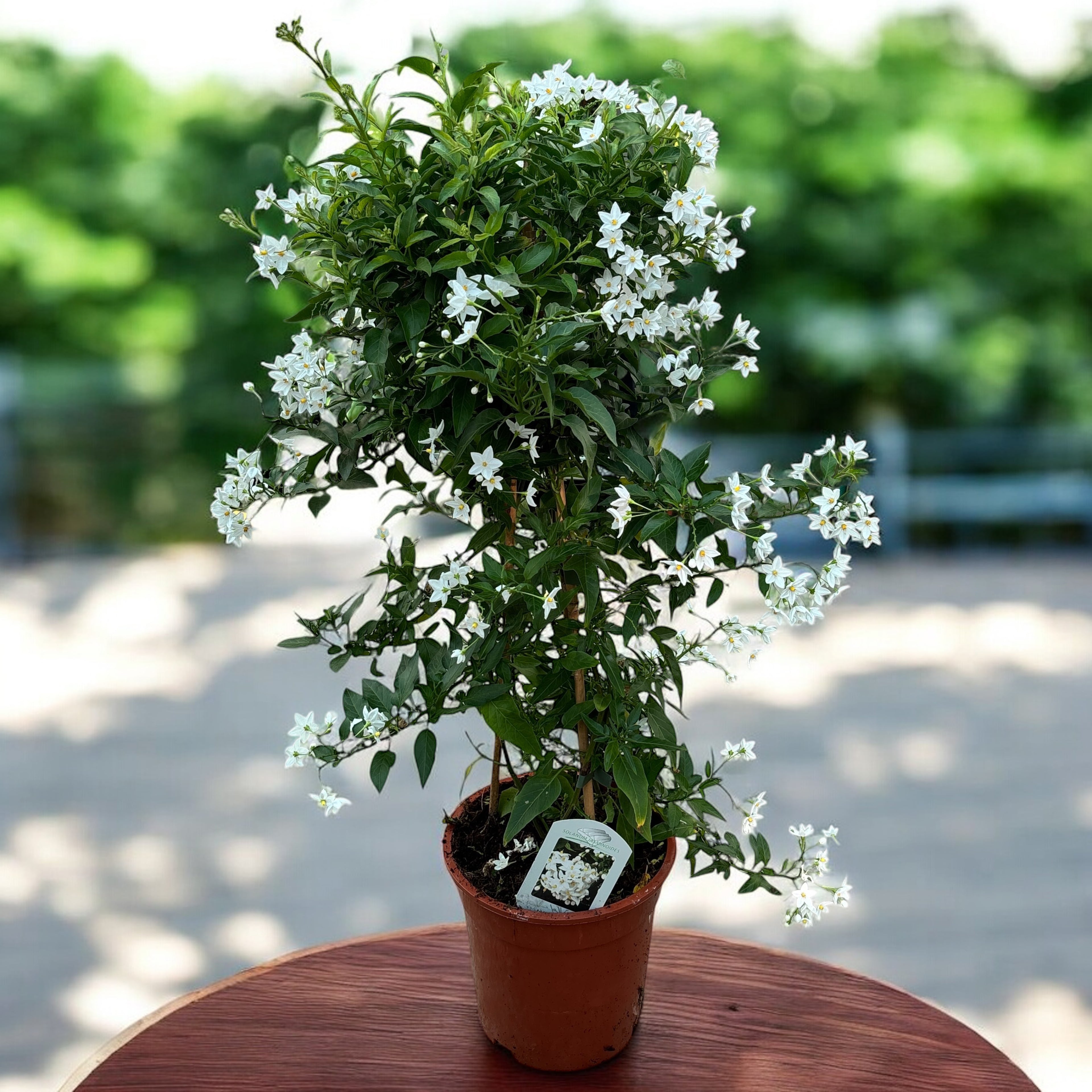 Solanum jasminoides (popínavá jasmín) - exempláře XL