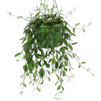 Codonanthe Crassifolia - XL-kokoiset yksilöt