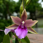 Miltonia Honolulu Warne's Best * profumata