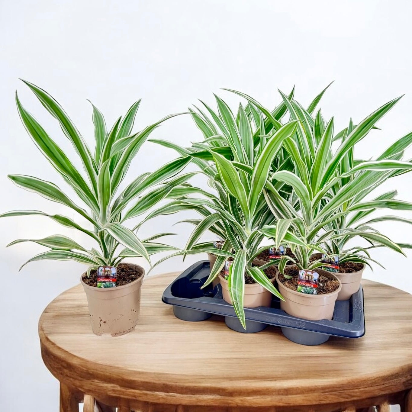 Dracaena fragrans ‘Warneckei’ 1T