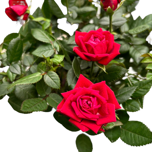 Trandafiri pitici rosii de gradina - Rosa 'Kiss Kordana' 