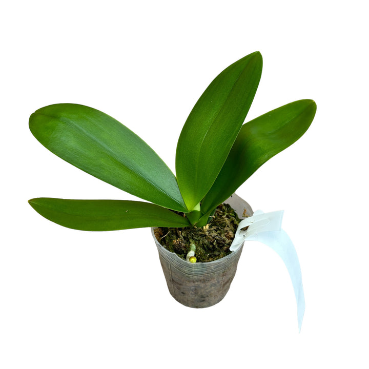 Phalaenopsis Miki Ice Cube (peloric)