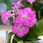 Streptocarpus 'Carina'
