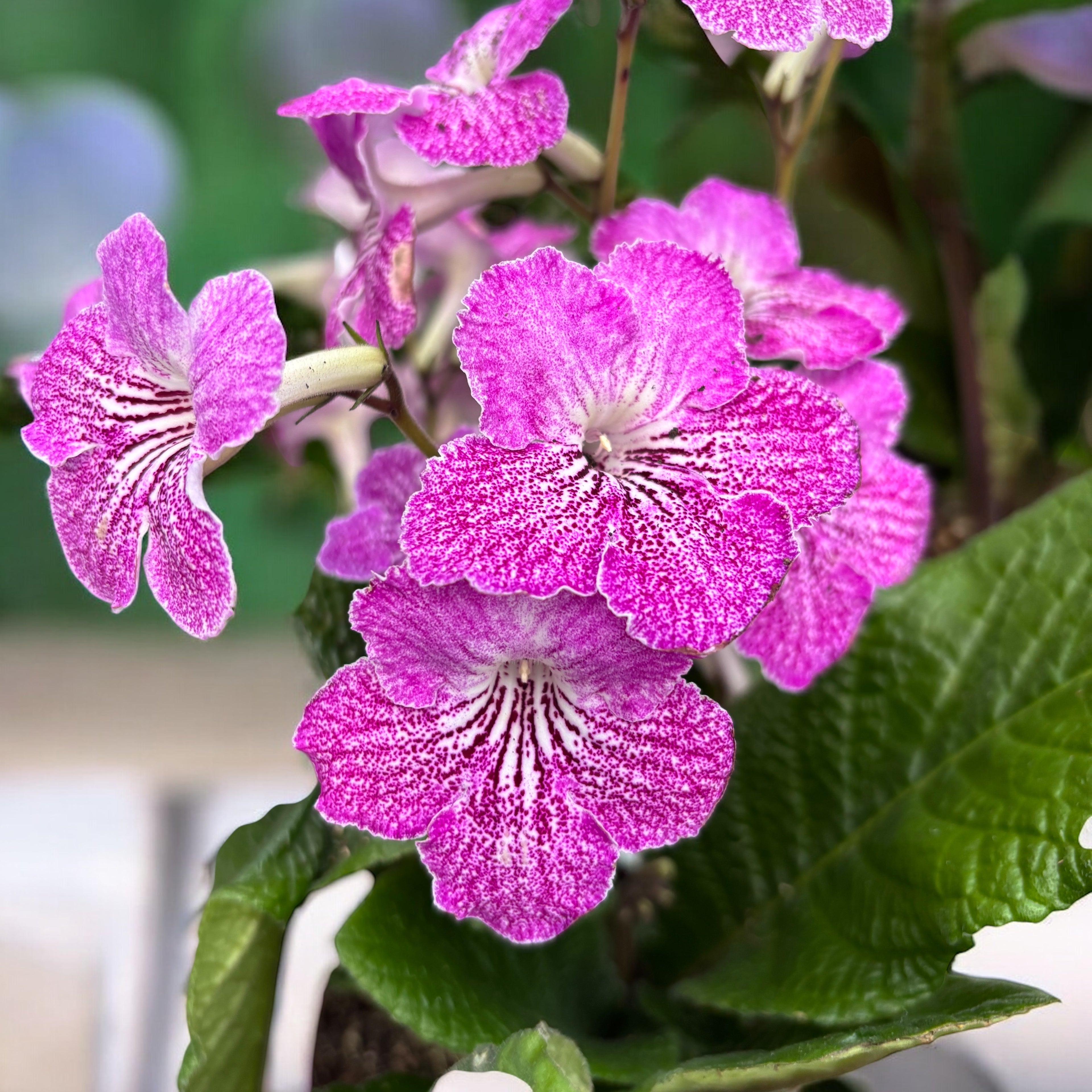 Streptocarpus 'Carina'