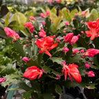Schlumbergera 'Thor Wild Cactus Orange' 6pp
