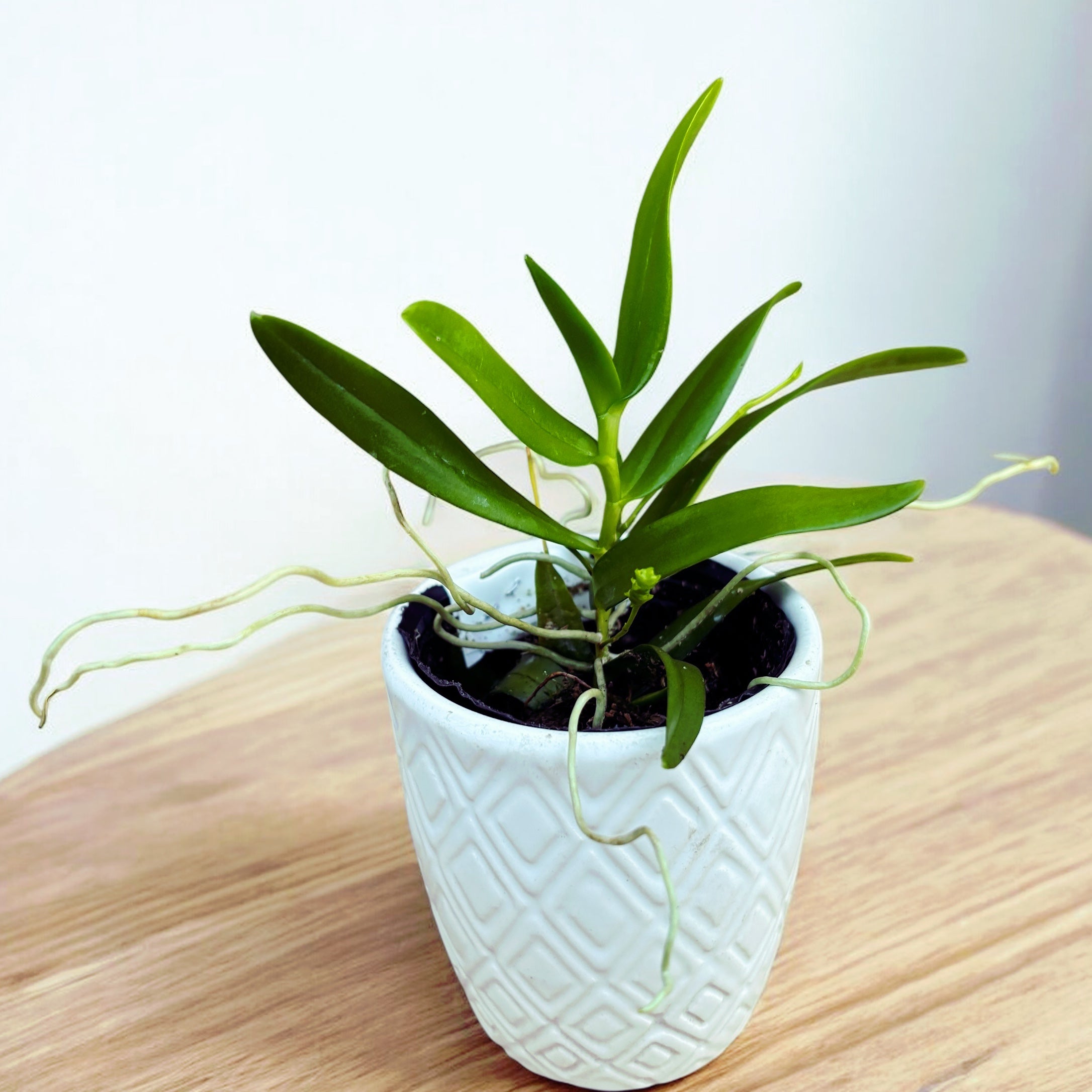 Thrixspermum hystrix (miniatura)