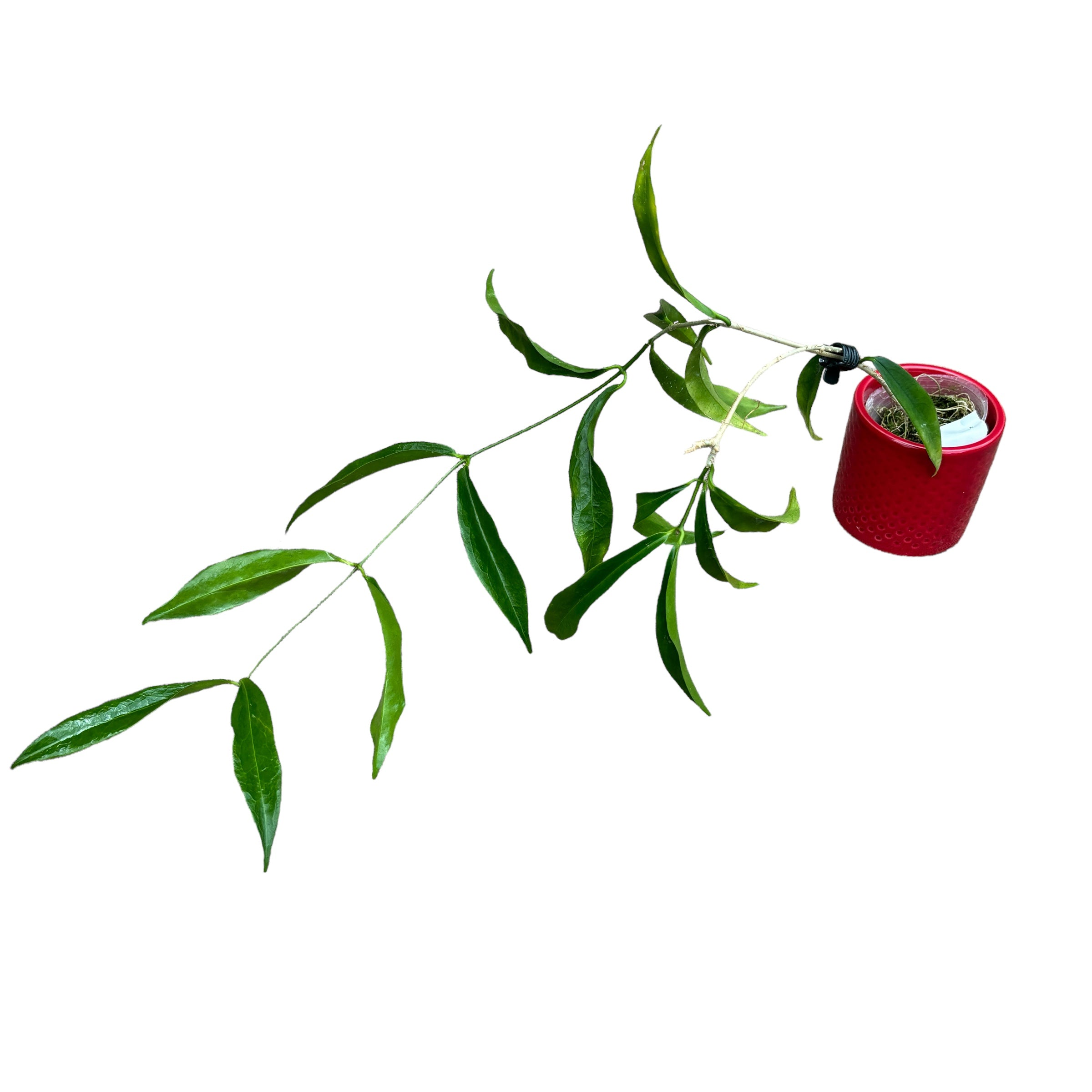 Hoya filiformis (Hoya chlorantha var. tutuilensis) - exemplare dezvoltate