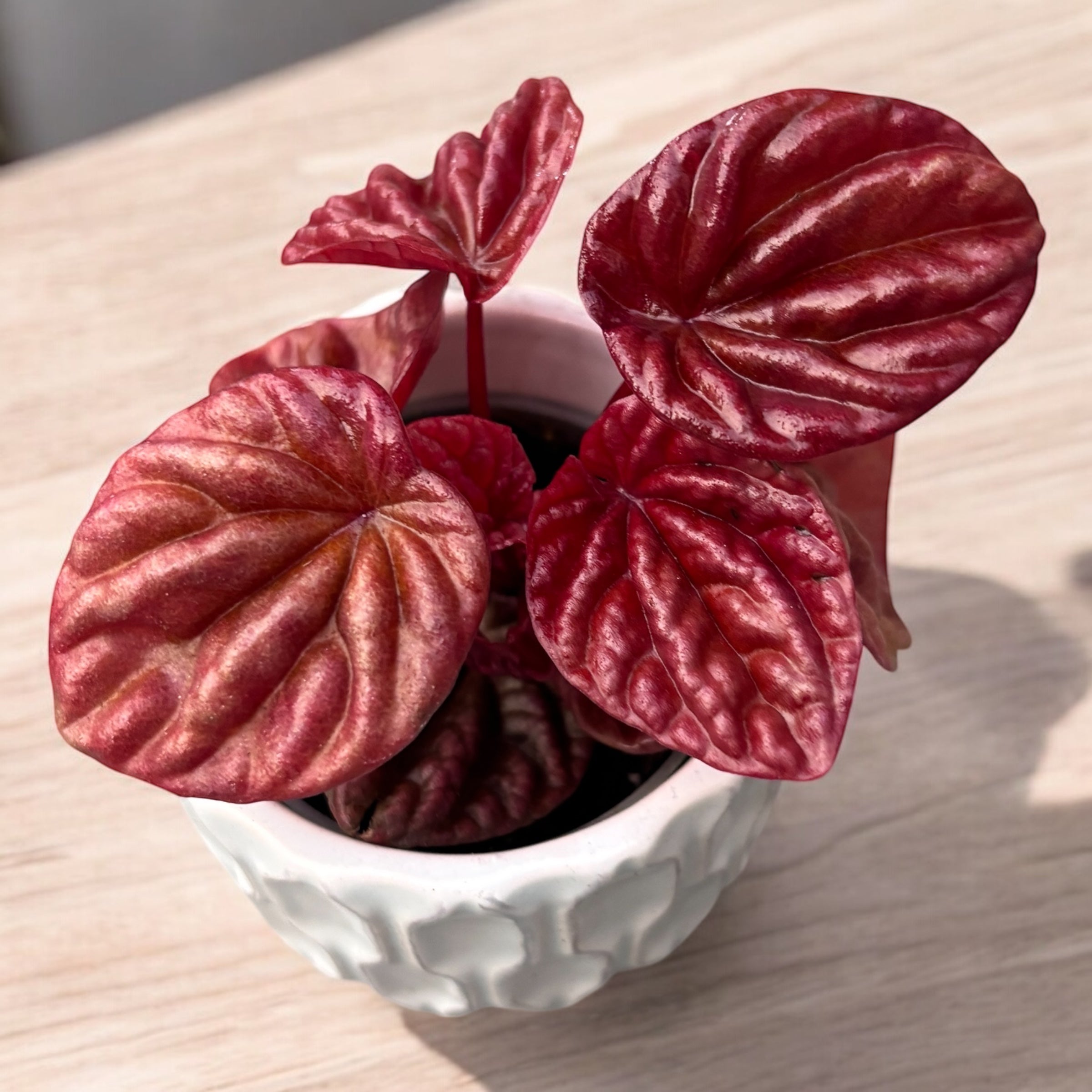 Peperomia caperata ‘Quito’ (babyplant)